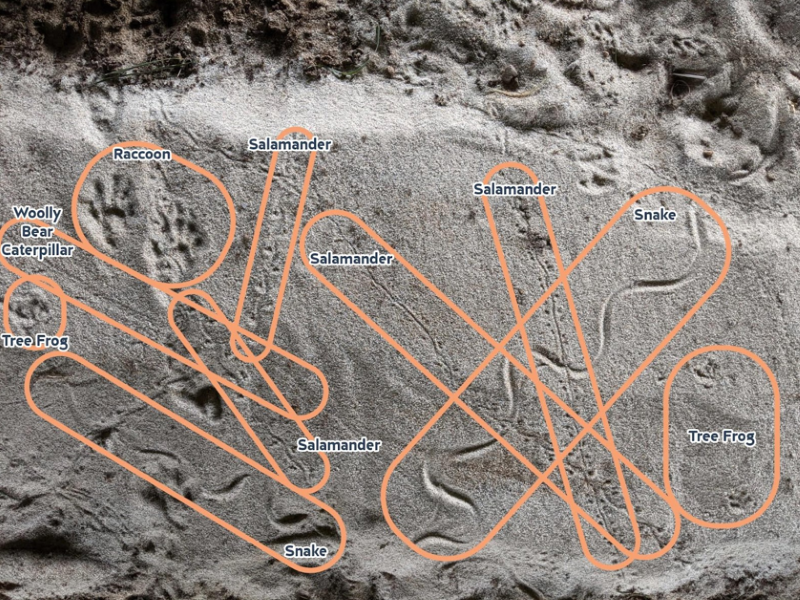 Sand Tracks Identified