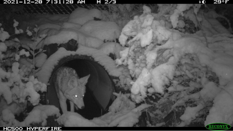 coyote culvert snow