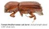 close-up of a Mediterranean Oak Borer (courtesy Oregon Dept. of Agriculture)